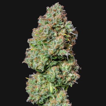 Hindu Kush